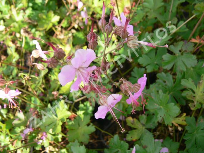 Kakost 'Berggarten' - Geranium x cantabrigiense 'Berggarten'