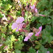 Kakost 'Berggarten' - Geranium x cantabrigiense 'Berggarten'