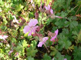 Kakost 'Berggarten' - Geranium x cantabrigiense 'Berggarten'