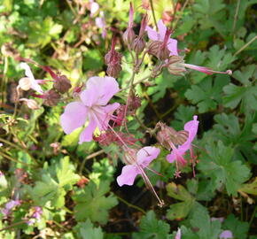 Kakost 'Berggarten' - Geranium x cantabrigiense 'Berggarten'