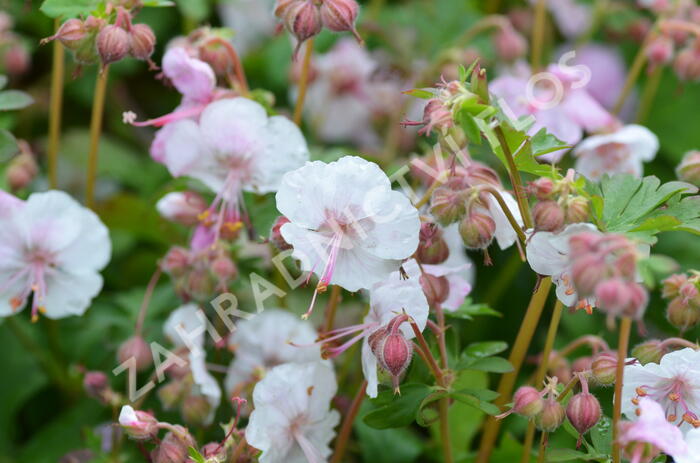 Kakost 'Biokovo' - Geranium x cantabrigiense 'Biokovo'