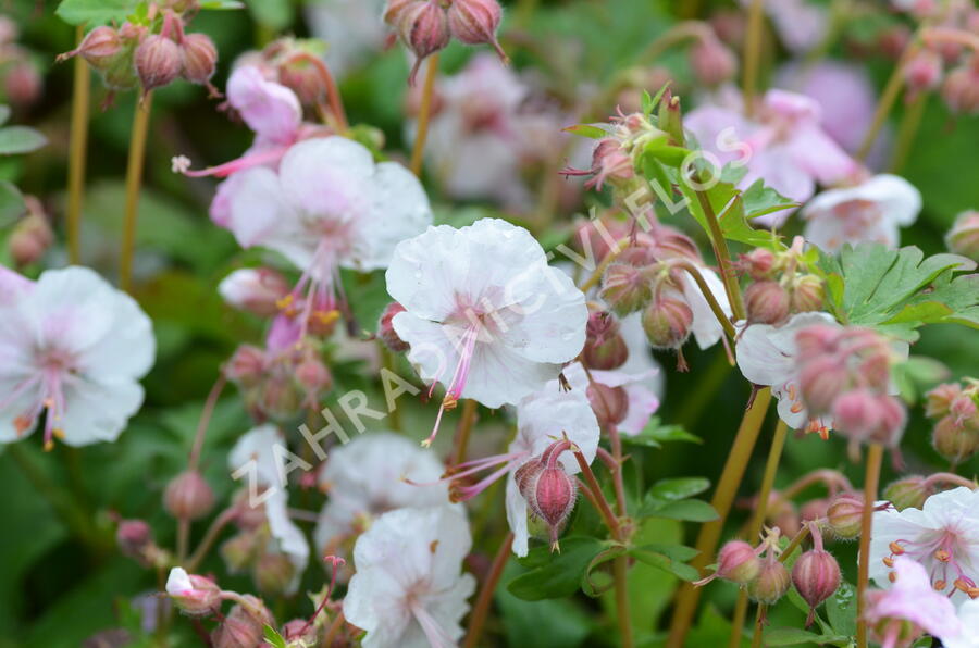 Kakost 'Biokovo' - Geranium x cantabrigiense 'Biokovo'