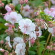 Kakost 'Biokovo' - Geranium x cantabrigiense 'Biokovo'