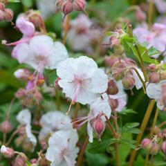 Kakost 'Biokovo' - Geranium x cantabrigiense 'Biokovo'