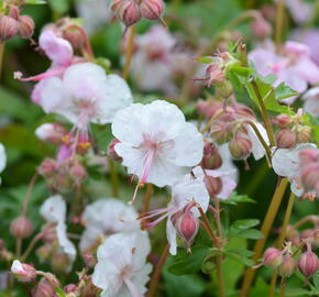 Kakost 'Biokovo' - Geranium x cantabrigiense 'Biokovo'