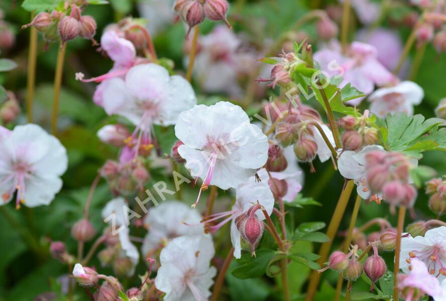 Kakost 'Biokovo' - Geranium x cantabrigiense 'Biokovo'