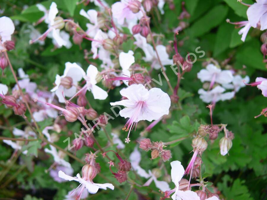 Kakost 'Biokovo' - Geranium x cantabrigiense 'Biokovo'
