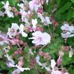 Kakost 'Biokovo' - Geranium x cantabrigiense 'Biokovo'