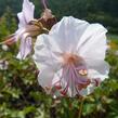 Kakost 'Biokovo' - Geranium x cantabrigiense 'Biokovo'