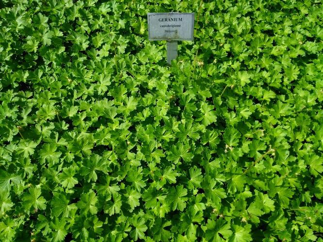 Kakost 'Biokovo' - Geranium x cantabrigiense 'Biokovo'