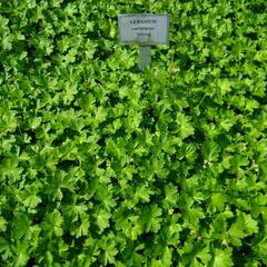 Kakost 'Biokovo' - Geranium x cantabrigiense 'Biokovo'