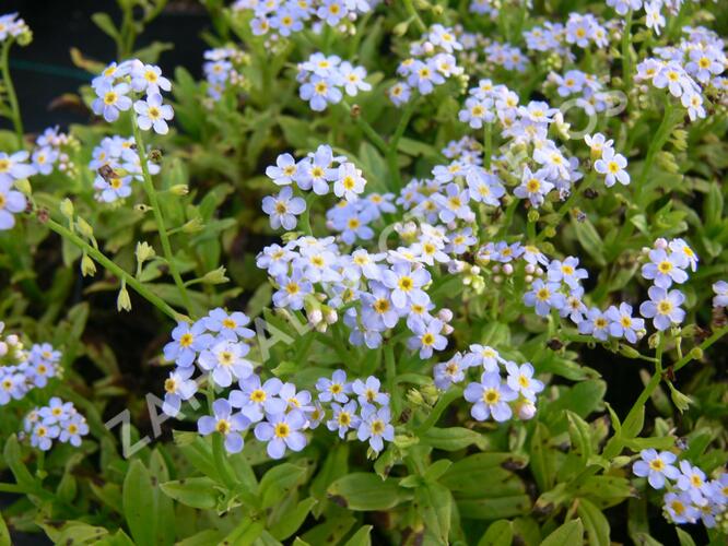 Pomněnka bahenní 'Thöringen' - Myosotis palustris 'Thöringen'