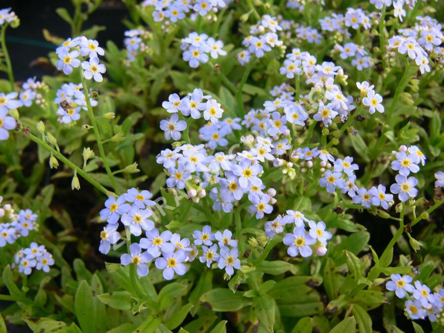Pomněnka bahenní 'Thöringen' - Myosotis palustris 'Thöringen'