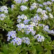 Pomněnka bahenní 'Thöringen' - Myosotis palustris 'Thöringen'