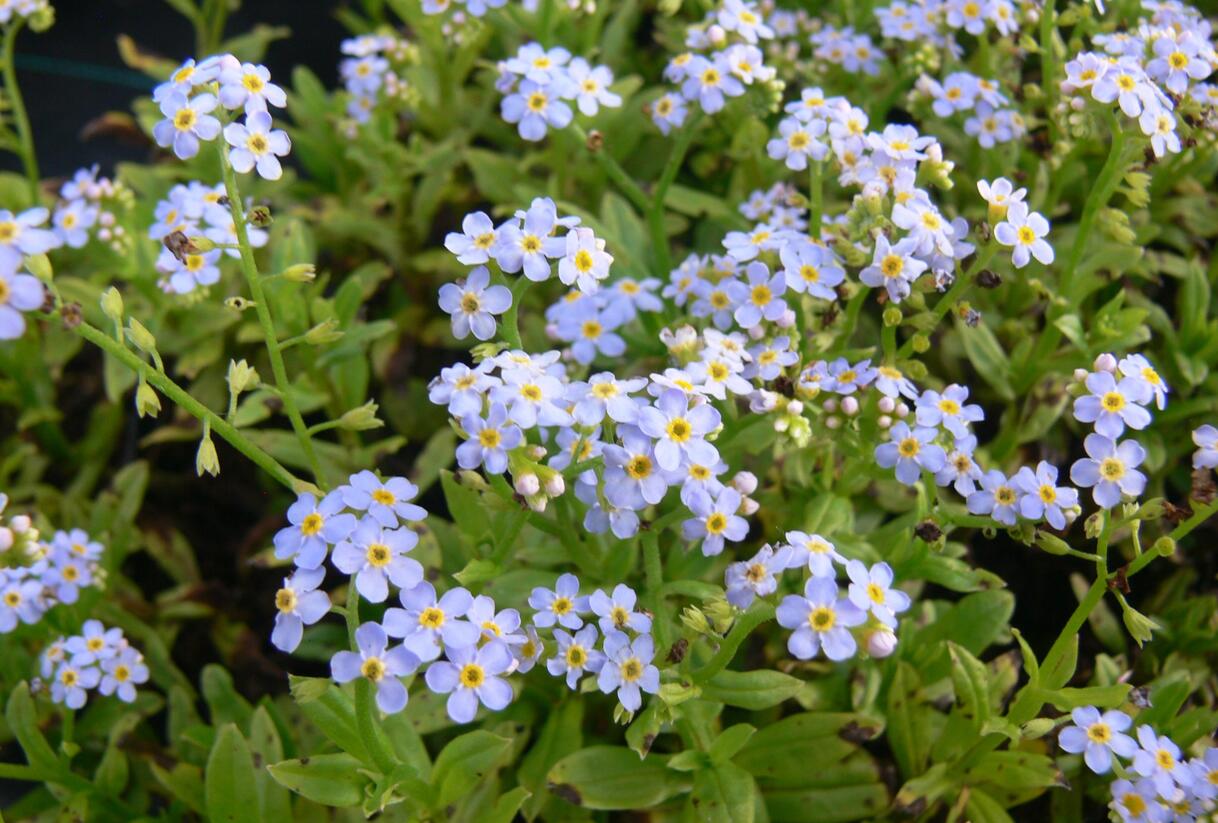 Pomněnka bahenní 'Thöringen' - Myosotis palustris 'Thöringen'