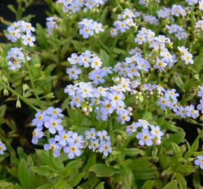 Pomněnka bahenní 'Thöringen' - Myosotis palustris 'Thöringen'