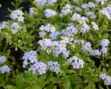 Pomněnka bahenní 'Thöringen'