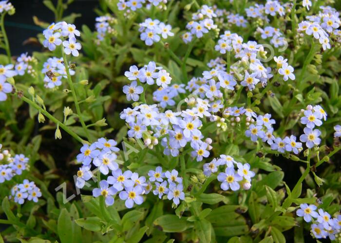 Pomněnka bahenní 'Thöringen' - Myosotis palustris 'Thöringen'