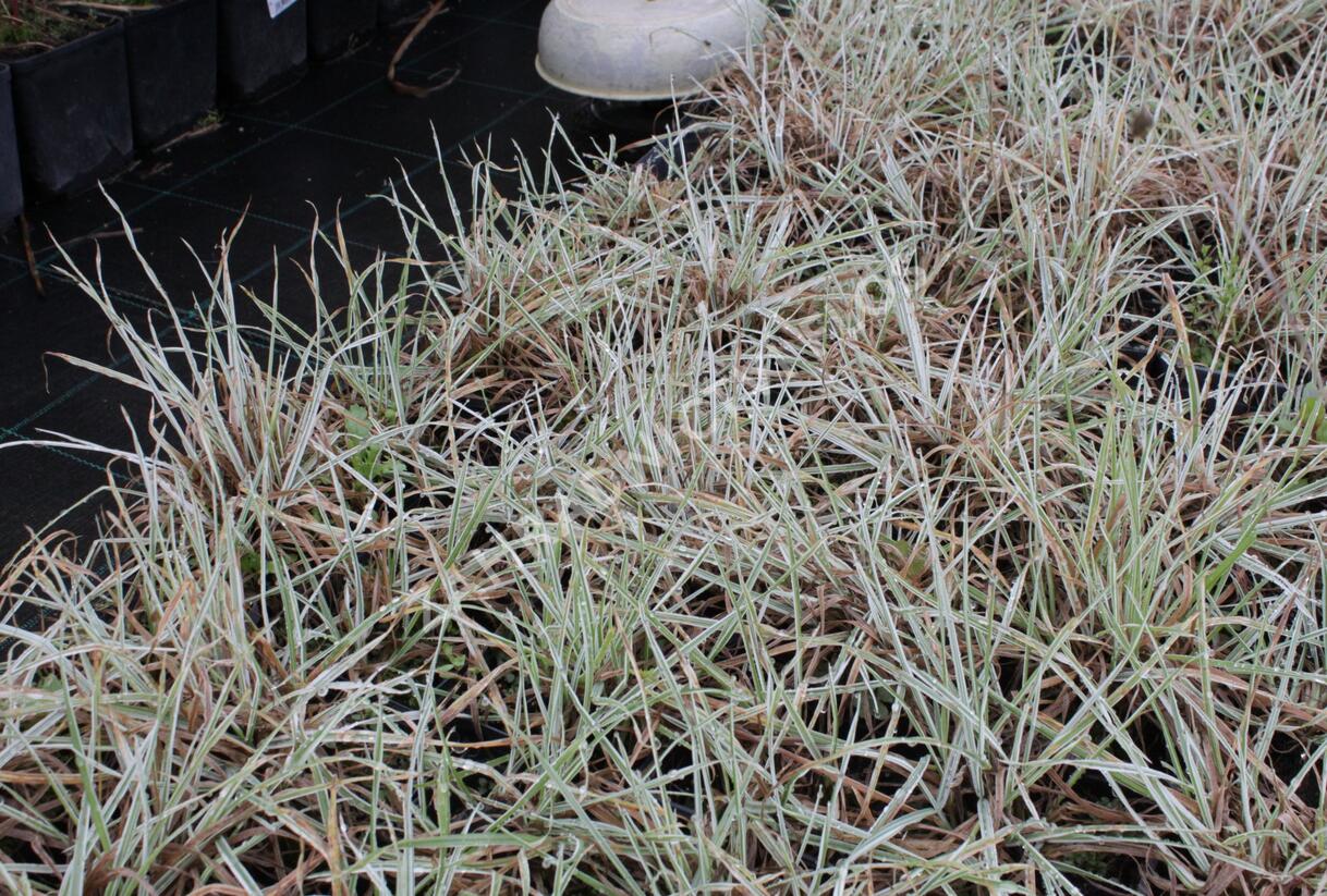 Srha laločnatá 'Variegata' - Dactylis glomerata 'Variegata'