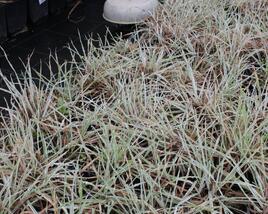 Srha laločnatá 'Variegata'