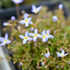 Isotoma - Isotoma fluviatilis