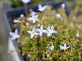 Isotoma - Isotoma fluviatilis