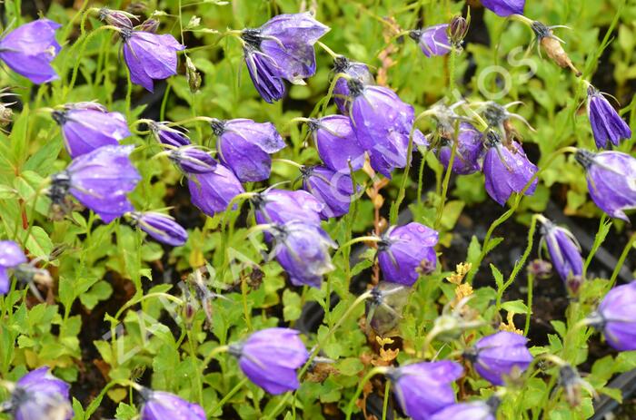 Zvonek 'G.F.Wilson' - Campanula pulloides 'G.F.Wilson'