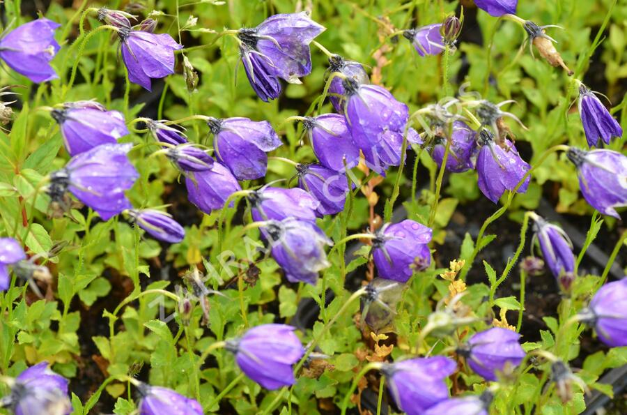 Zvonek 'G.F.Wilson' - Campanula pulloides 'G.F.Wilson'