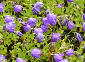 Zvonek 'G.F.Wilson' - Campanula pulloides 'G.F.Wilson'