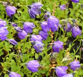 Zvonek 'G.F.Wilson' - Campanula pulloides 'G.F.Wilson'