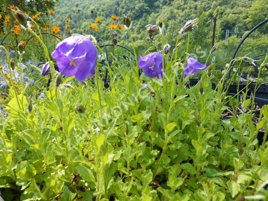 Zvonek 'G.F.Wilson' - Campanula pulloides 'G.F.Wilson'