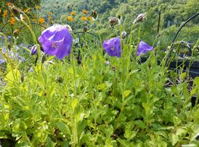 Zvonek 'G.F.Wilson' - Campanula pulloides 'G.F.Wilson'
