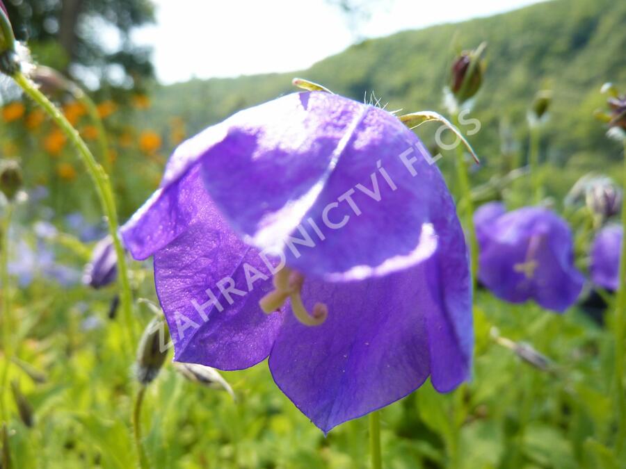 Zvonek 'G.F.Wilson' - Campanula pulloides 'G.F.Wilson'