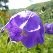 Zvonek 'G.F.Wilson' - Campanula pulloides 'G.F.Wilson'