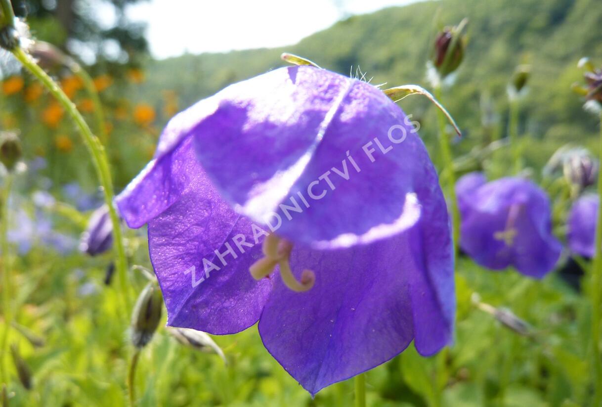 Zvonek 'G.F.Wilson' - Campanula pulloides 'G.F.Wilson'