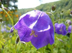 Zvonek 'G.F.Wilson' - Campanula pulloides 'G.F.Wilson'