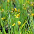 Badil kalifornský - Sisyrinchium californicum