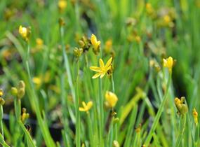 Badil kalifornský - Sisyrinchium californicum