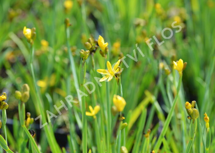 Badil kalifornský - Sisyrinchium californicum