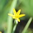 Badil kalifornský - Sisyrinchium californicum