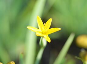 Badil kalifornský - Sisyrinchium californicum