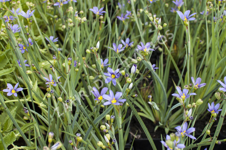 Badil úzkolistý - Sisyrinchium angustifolium