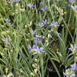 Badil úzkolistý - Sisyrinchium angustifolium