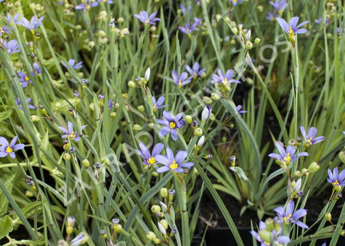 Badil úzkolistý - Sisyrinchium angustifolium