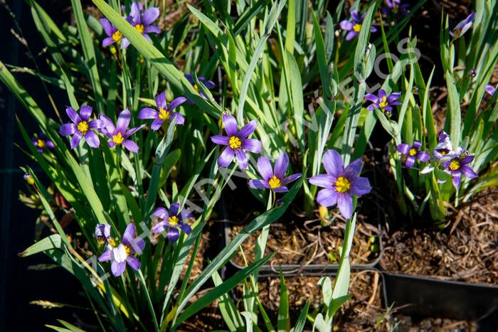 Badil úzkolistý - Sisyrinchium angustifolium
