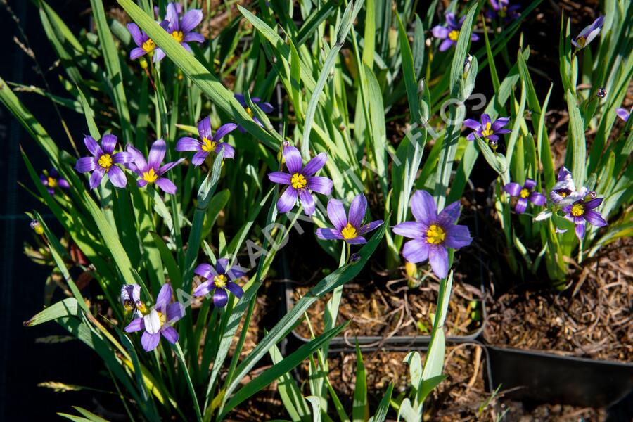 Badil úzkolistý - Sisyrinchium angustifolium