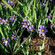 Badil úzkolistý - Sisyrinchium angustifolium