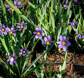 Badil úzkolistý - Sisyrinchium angustifolium