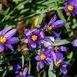 Badil úzkolistý - Sisyrinchium angustifolium