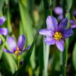 Badil úzkolistý - Sisyrinchium angustifolium